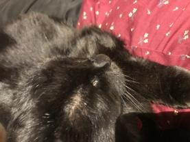 Service : chat Service : chat