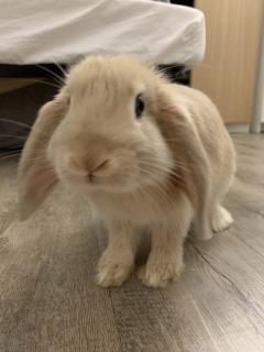 Service : garde lapin Service : garde lapin