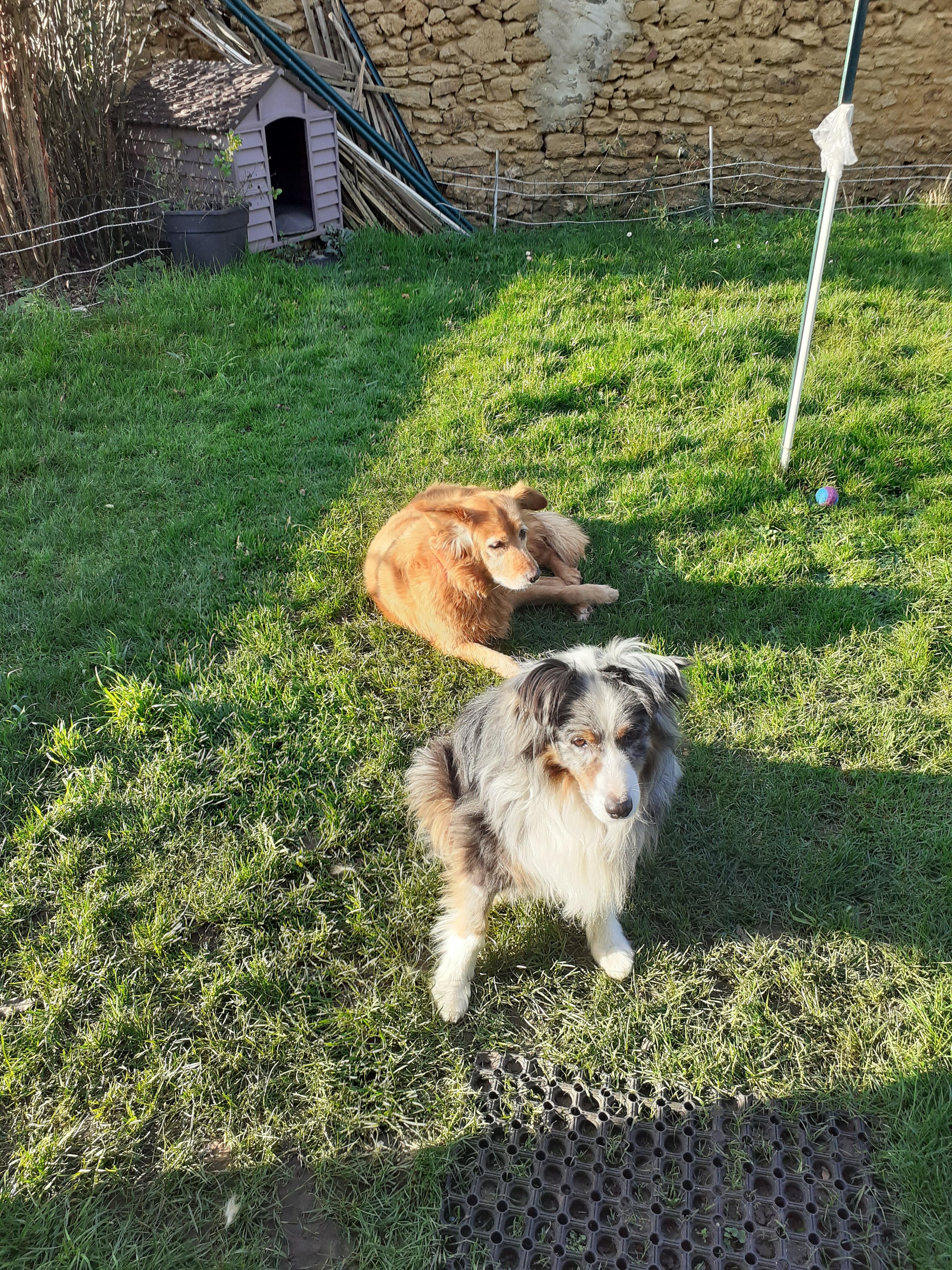 Service chien 72 entre particuliers