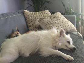 Demander ce petsitter
