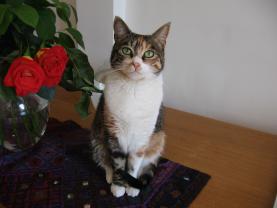 Service : chat Service : chat