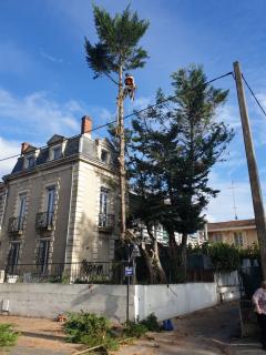 Service : elagage Service : elagage