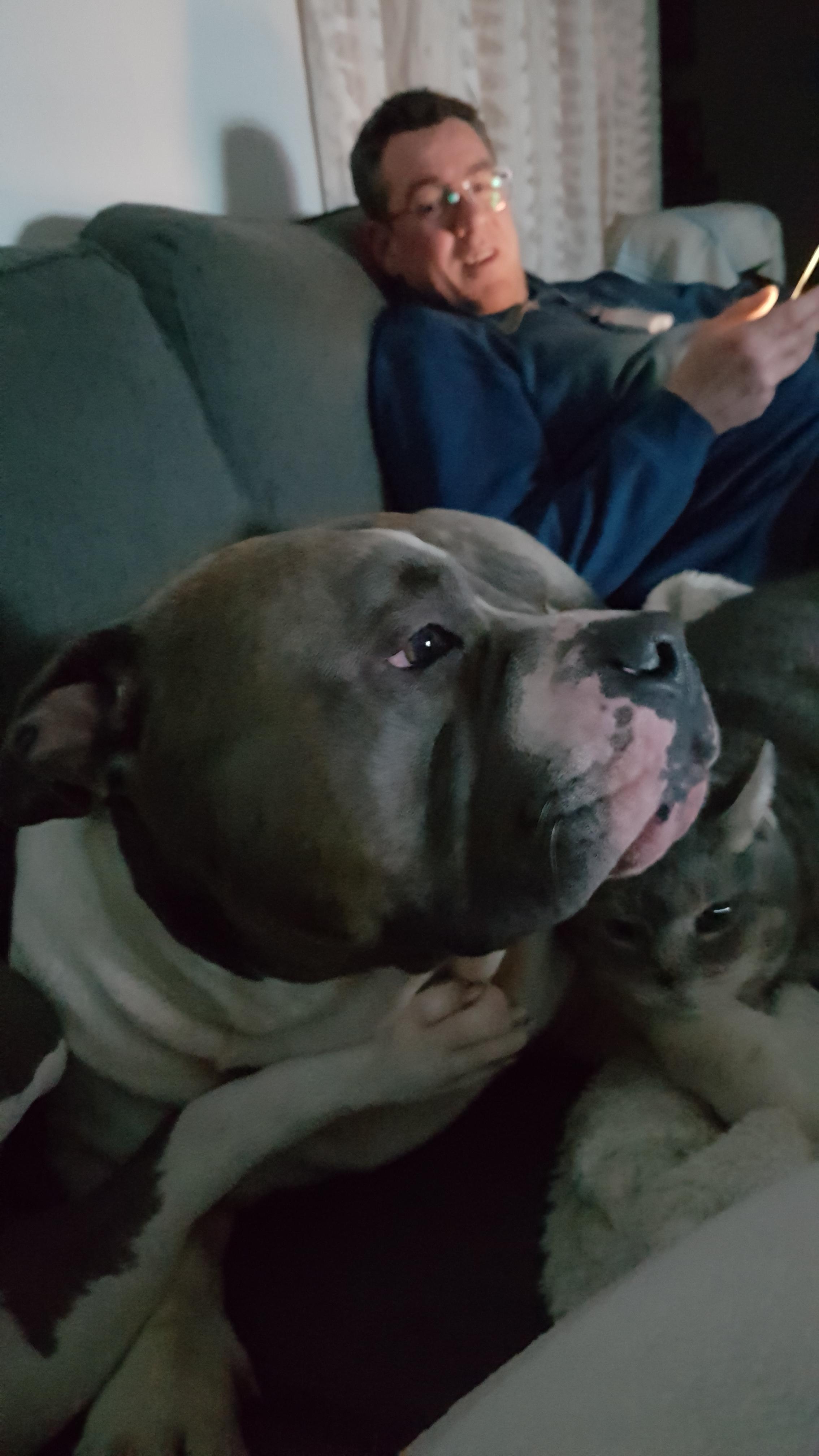 Service chien 59 entre particuliers