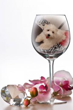 Service : chien Service : chien