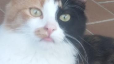 Service : garde animaux Service : garde animaux