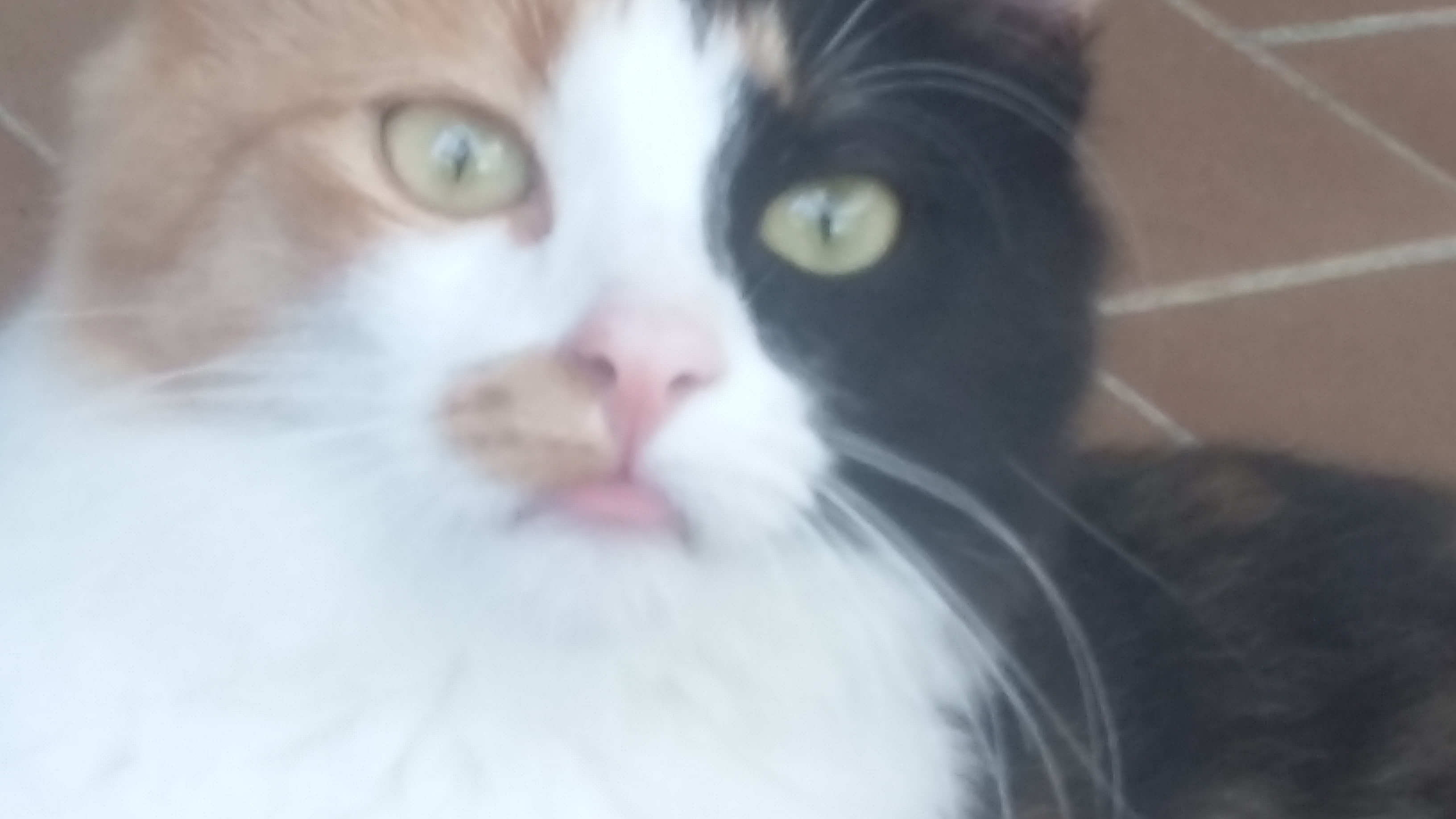 Service garde animaux 13 entre particuliers