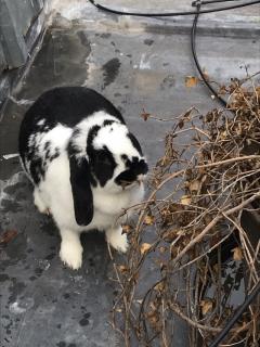 Service : garde lapin Service : garde lapin