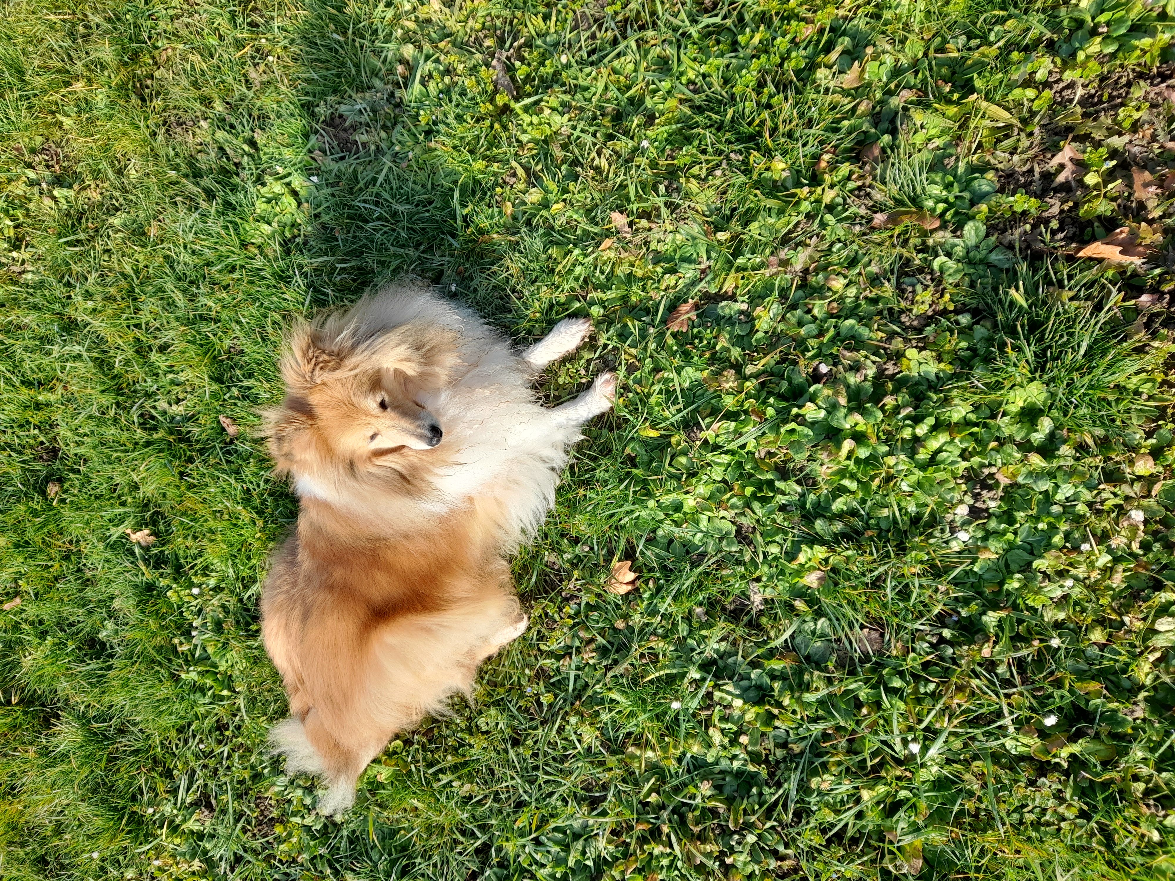 Service chien 68 entre particuliers