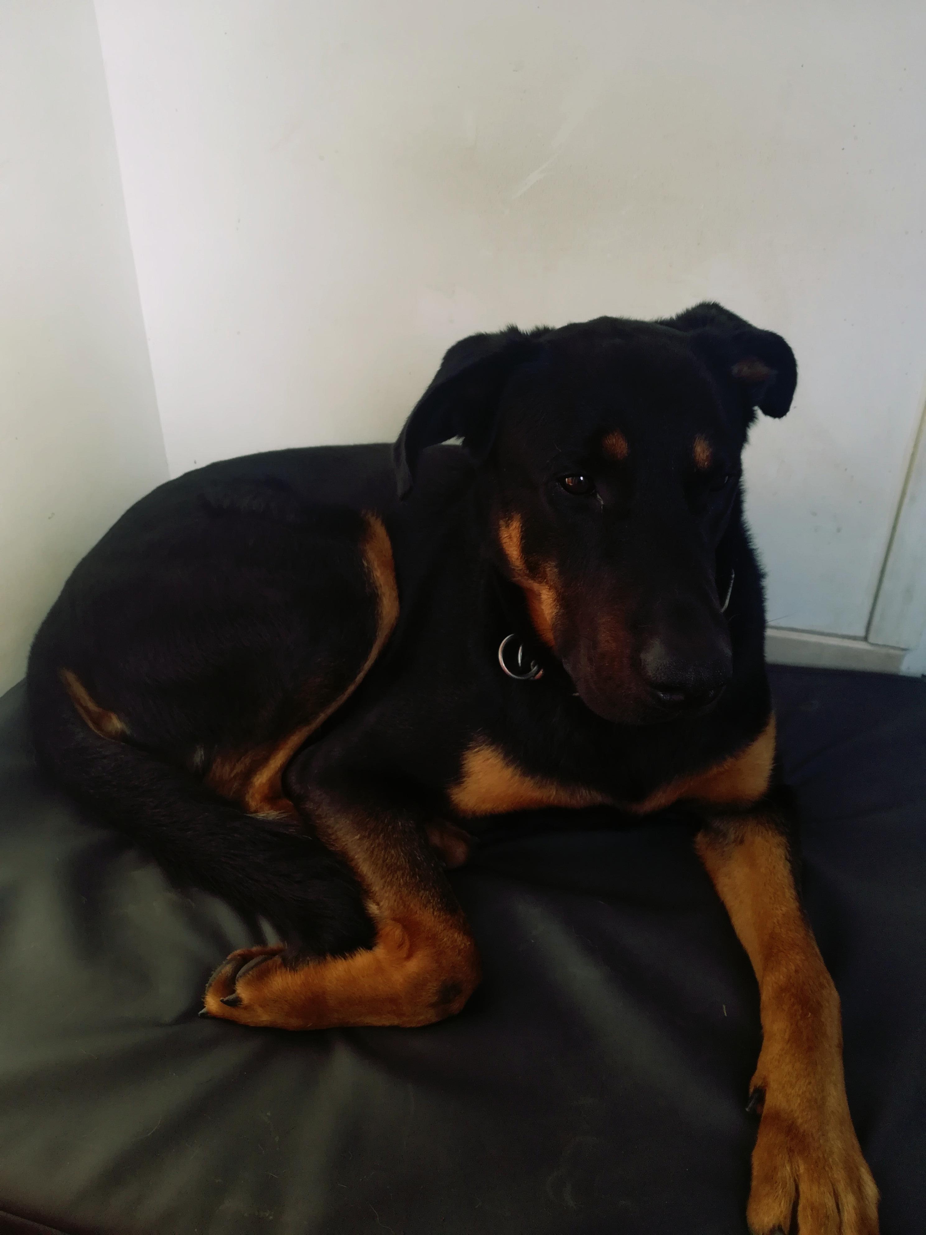 Service chien 42 entre particuliers