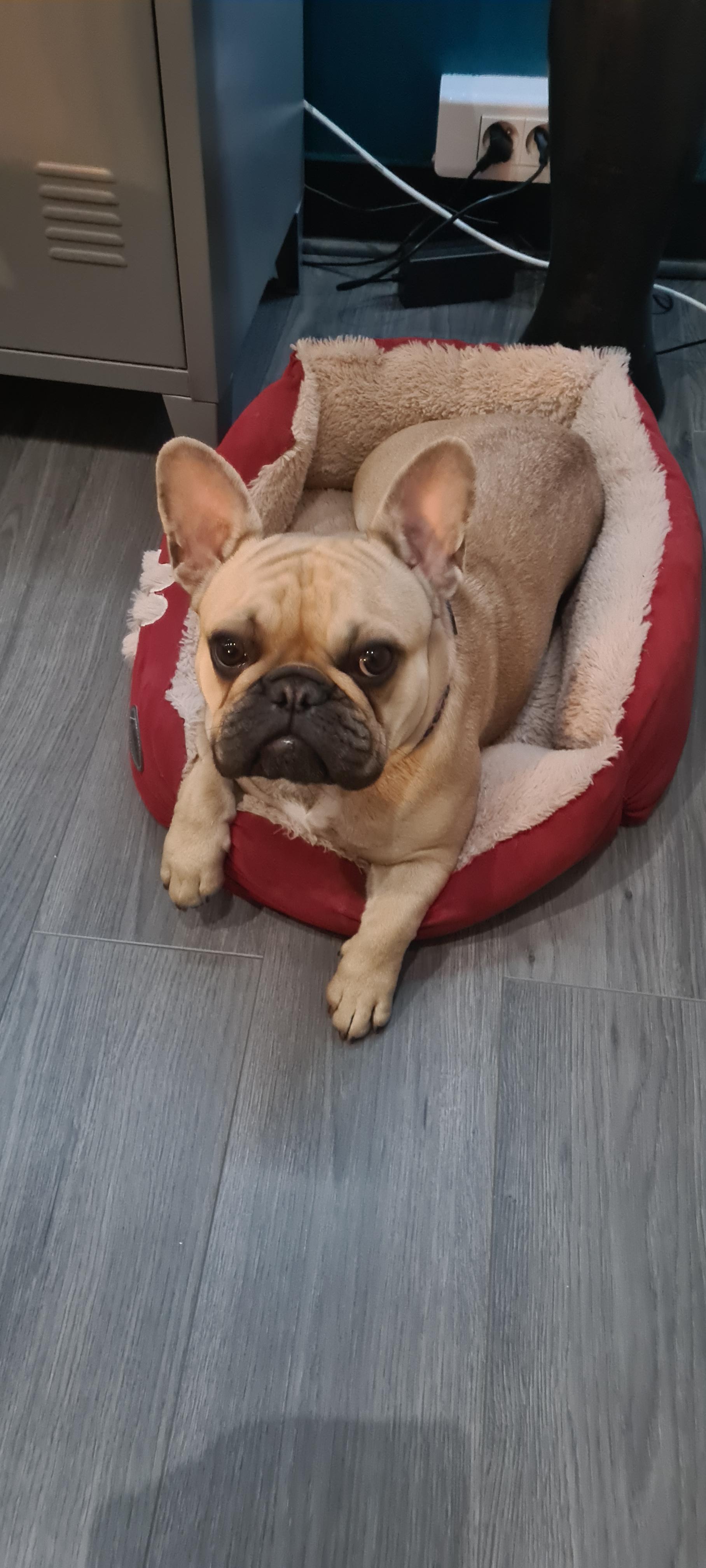 Service chien 42 entre particuliers