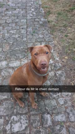 Service chien entre particuliers