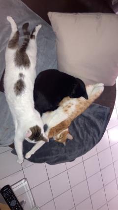 Service : chat Service : chat