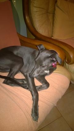 Service : chien Service : chien