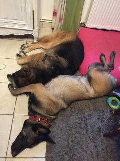 Service : chien Service : chien