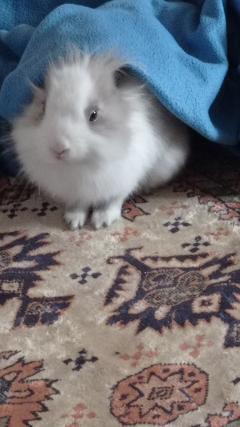 Service : garde lapin Service : garde lapin