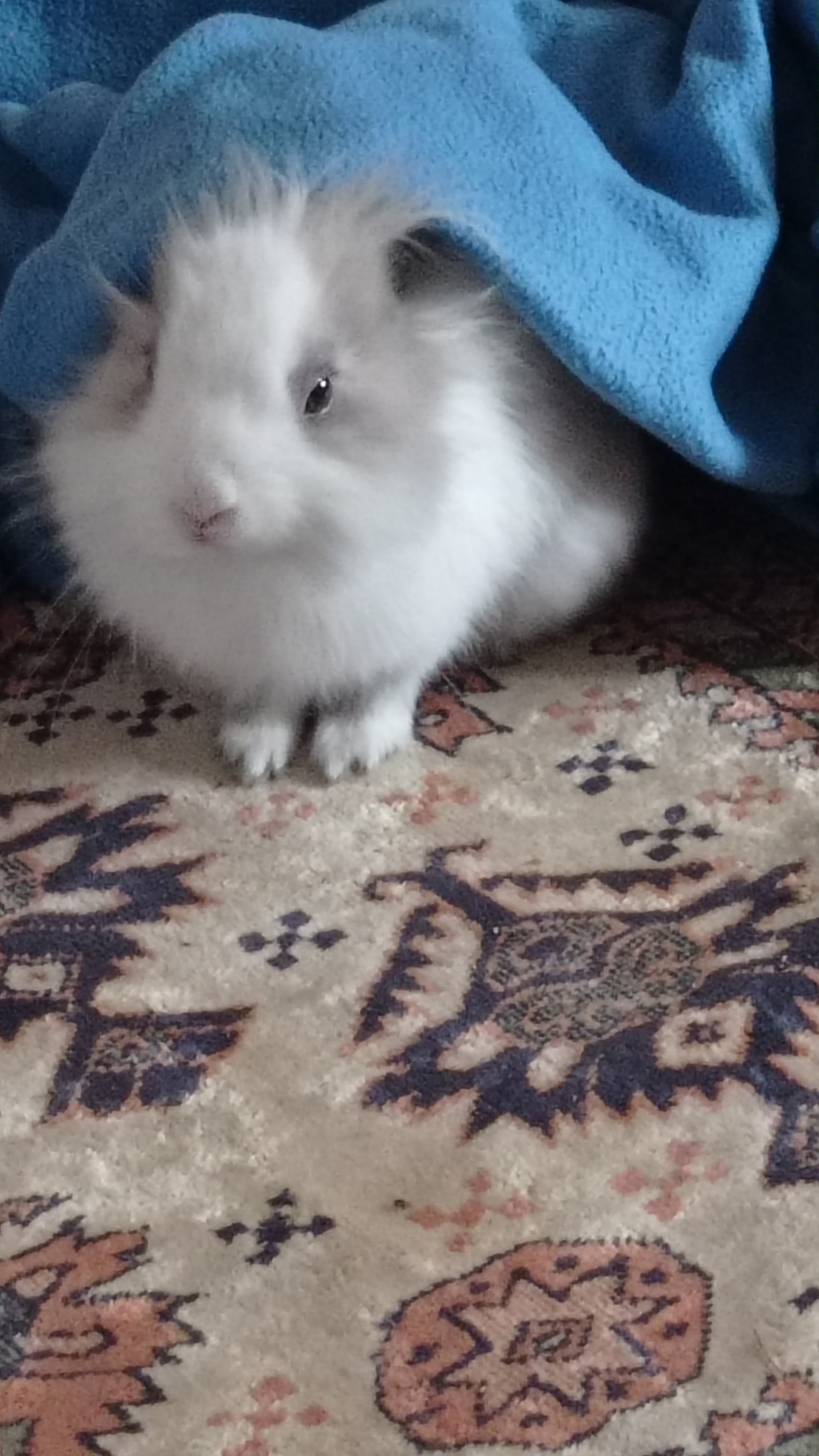 Service garde lapin 94 entre particuliers