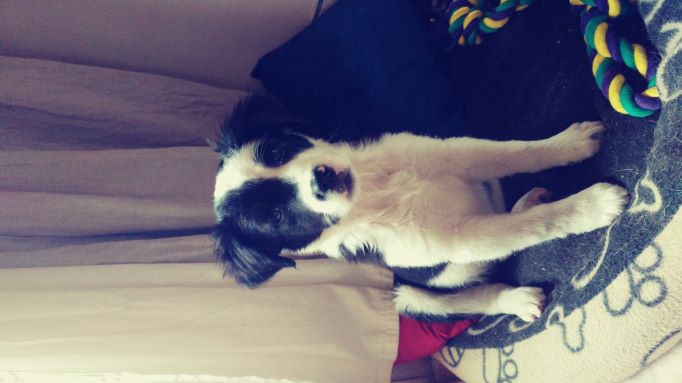 Service chien 19 entre particuliers