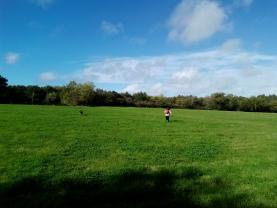 Service : garde animaux Service : garde animaux