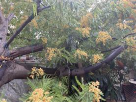 Location : tronconneuse Location : tronconneuse