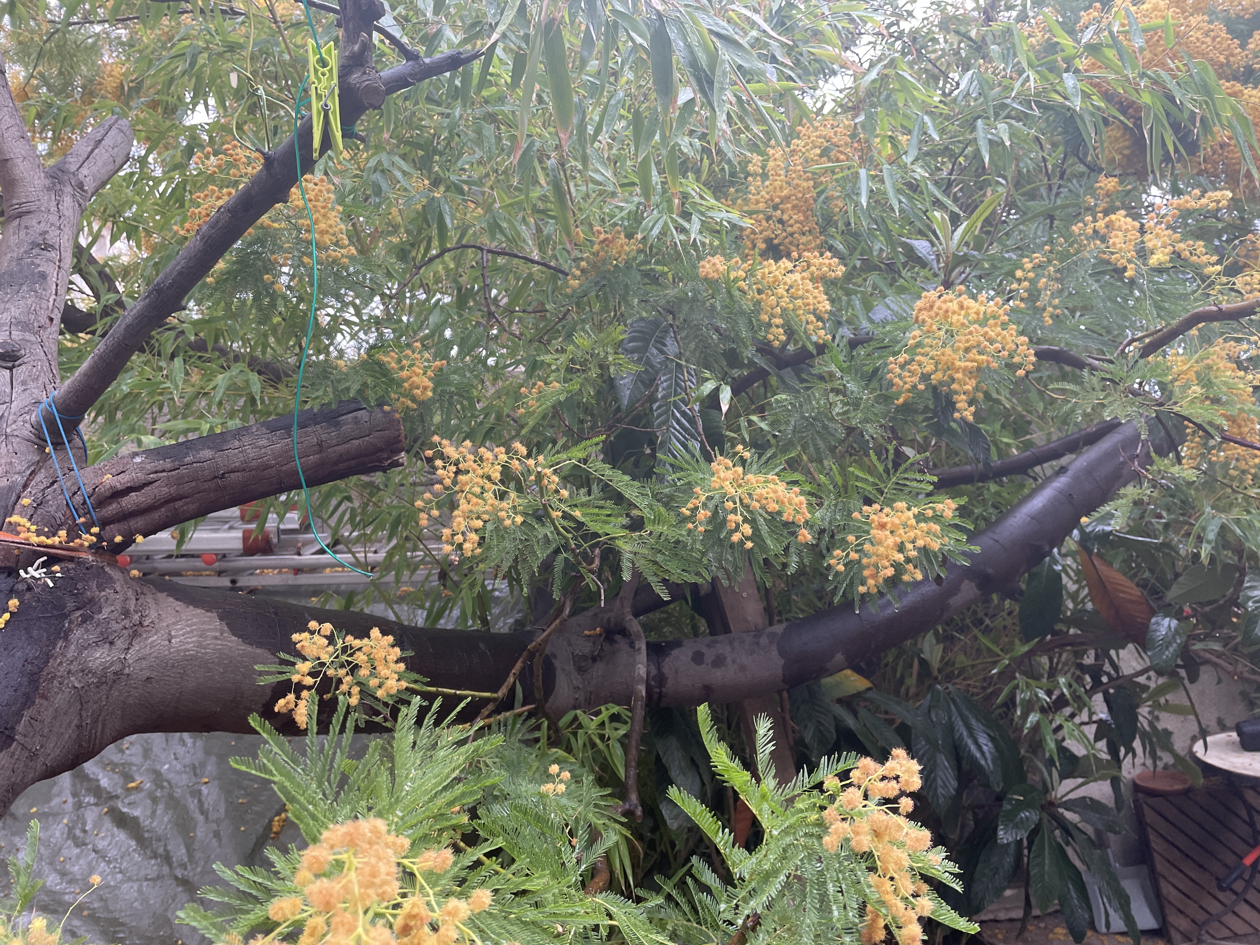 Location tronconneuse 13 entre particuliers