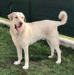 Service : chien Service : chien