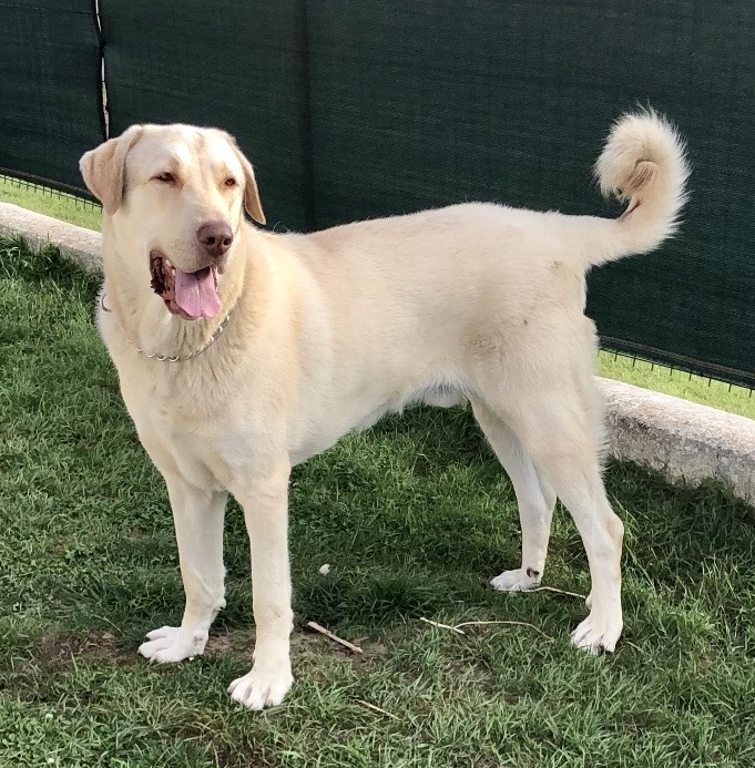Service chien 95 entre particuliers