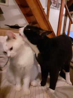 Service : chat Service : chat