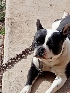 Service : chien Service : chien