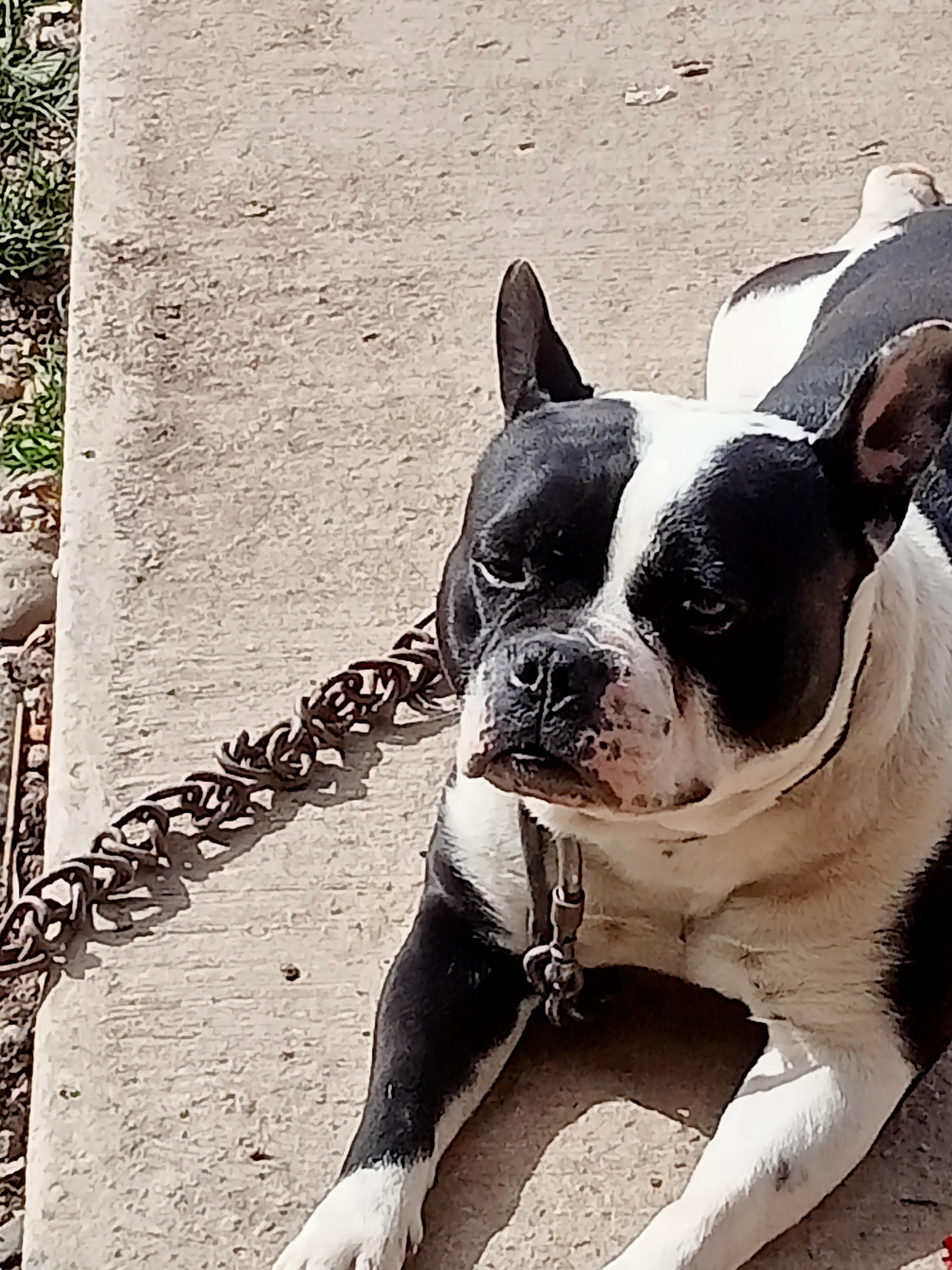 Service chien 31 entre particuliers