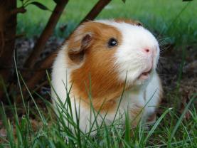 Service : rongeur Service : rongeur