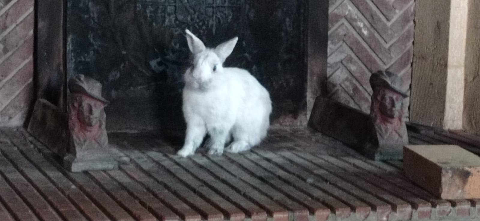 Service garde lapin 54 entre particuliers