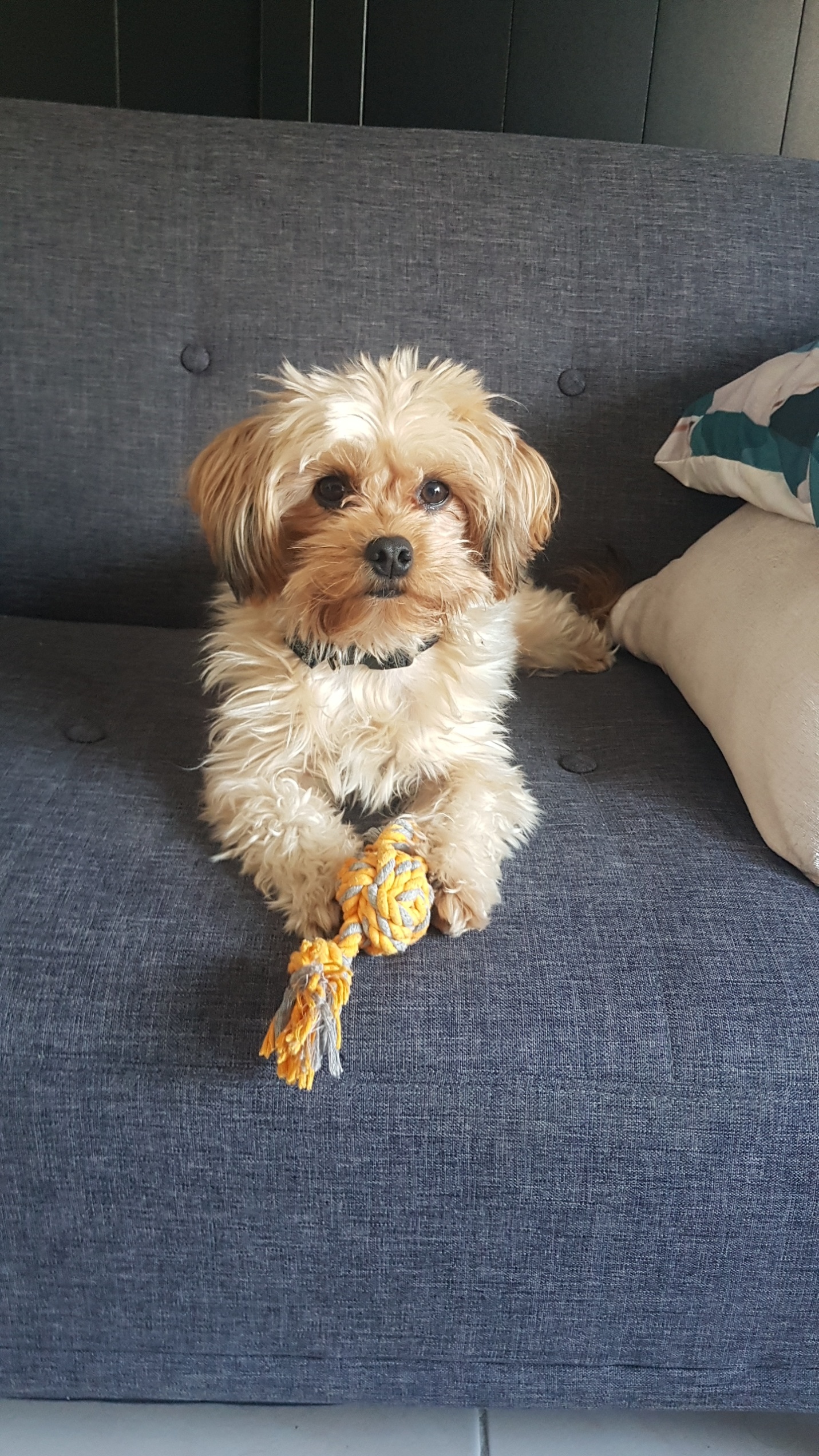 Service chien 95 entre particuliers