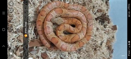 Service : reptile Service : reptile