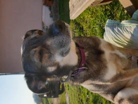 Service : chien Service : chien