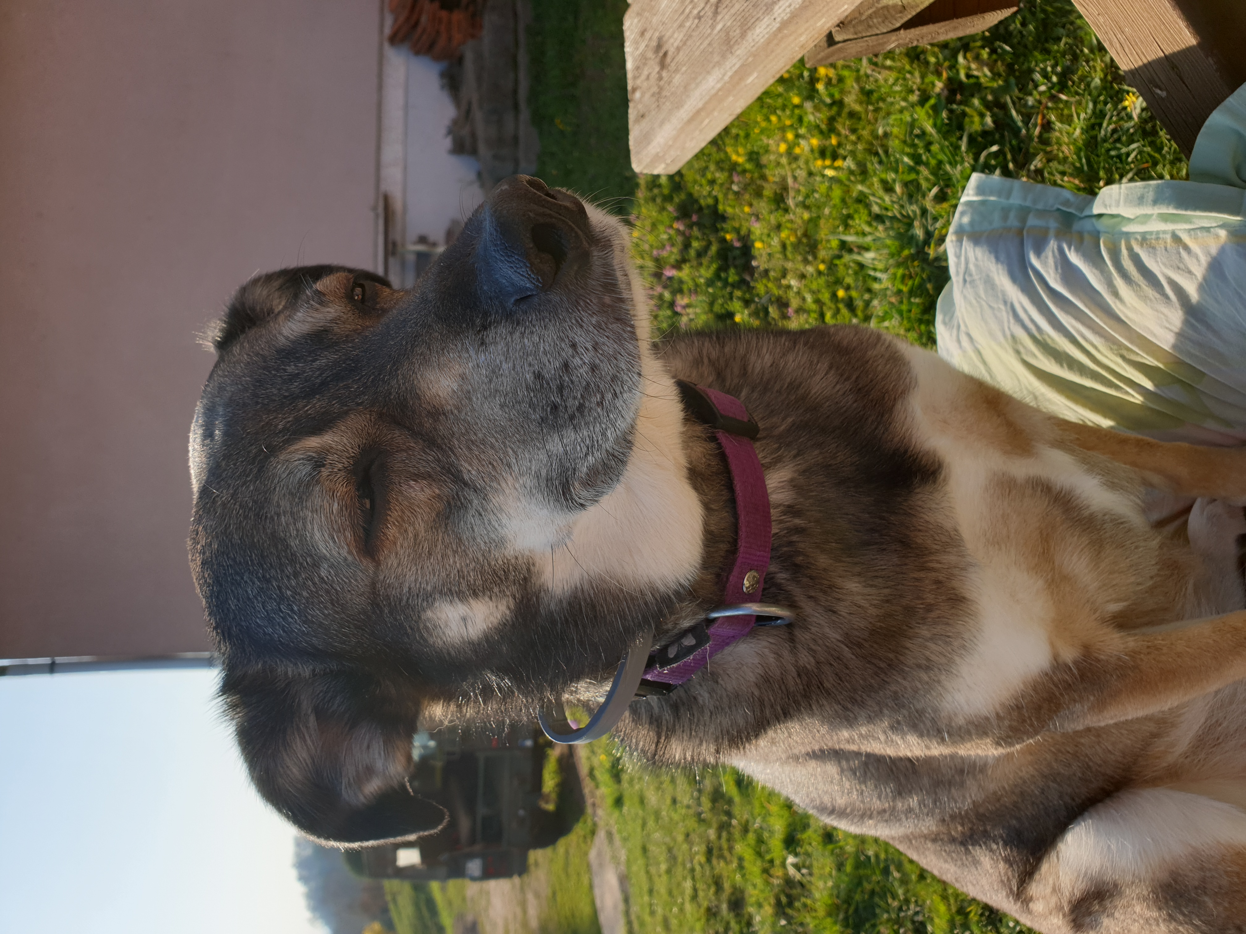 Service chien 88 entre particuliers