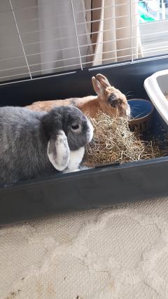 Service : garde lapin Service : garde lapin