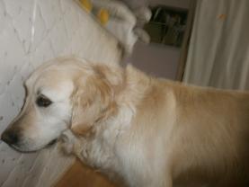 Service : chien Service : chien