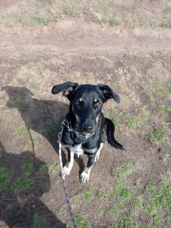 Service : chien Service : chien