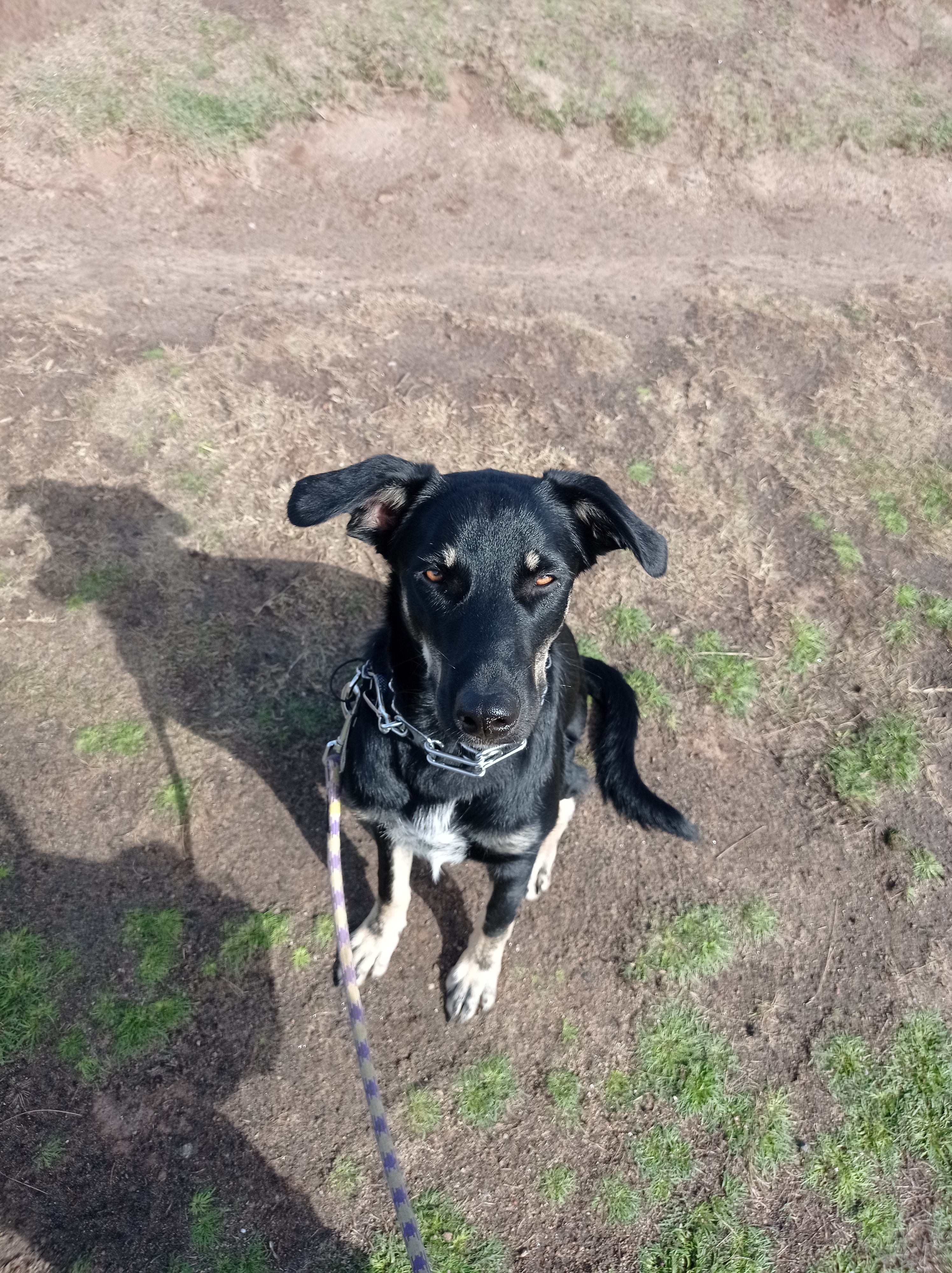 Service chien 30 entre particuliers