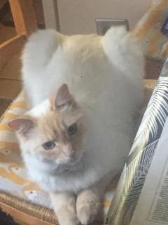 Service : chat Service : chat