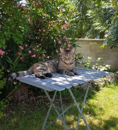 Demander ce petsitter