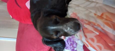 Service : garde animaux Service : garde animaux