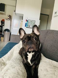 Demander ce petsitter