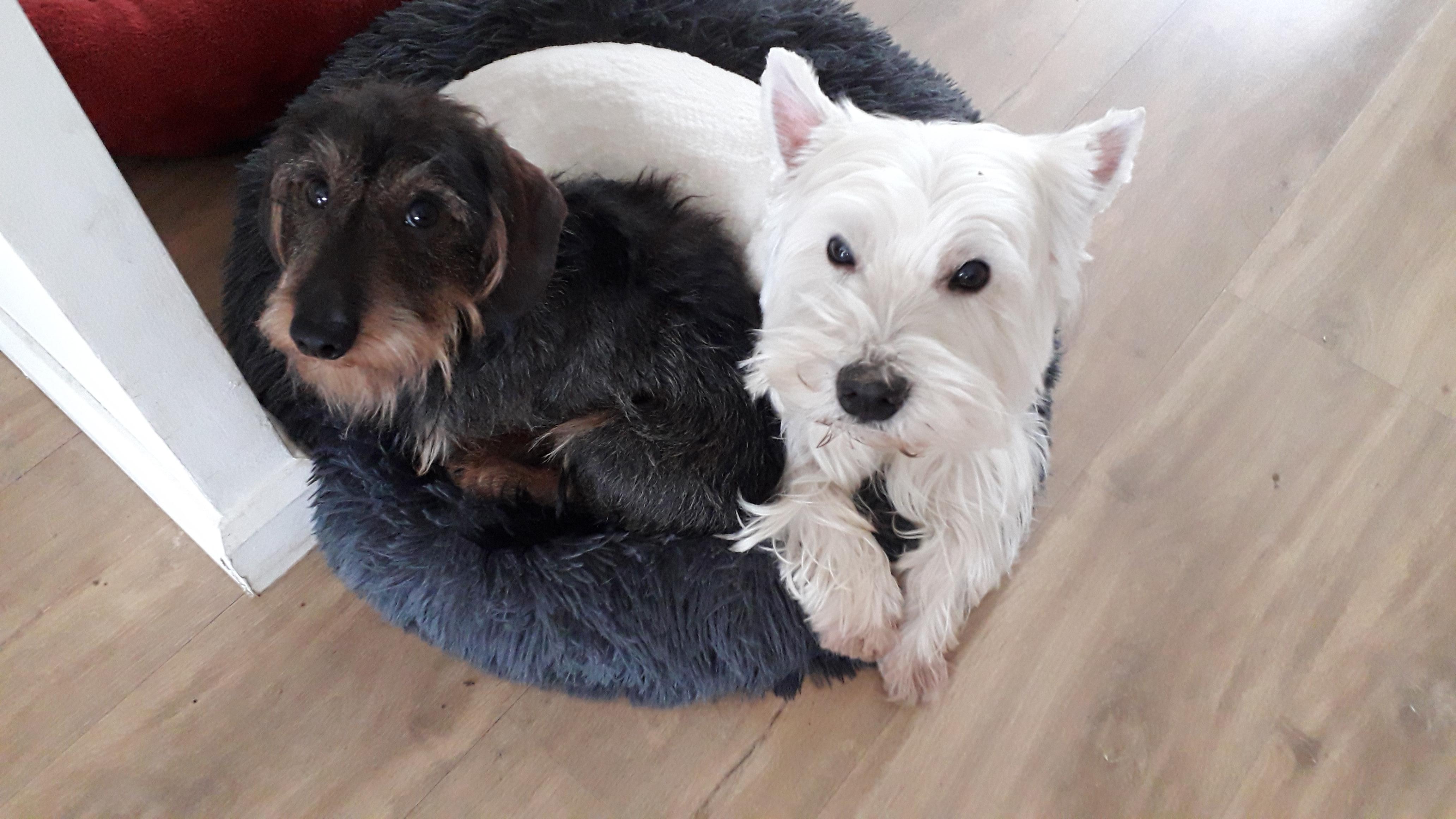 Service chien 49 entre particuliers