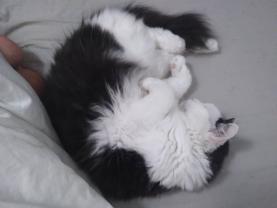 Demander ce catsitter