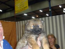 Service : garde animaux Service : garde animaux