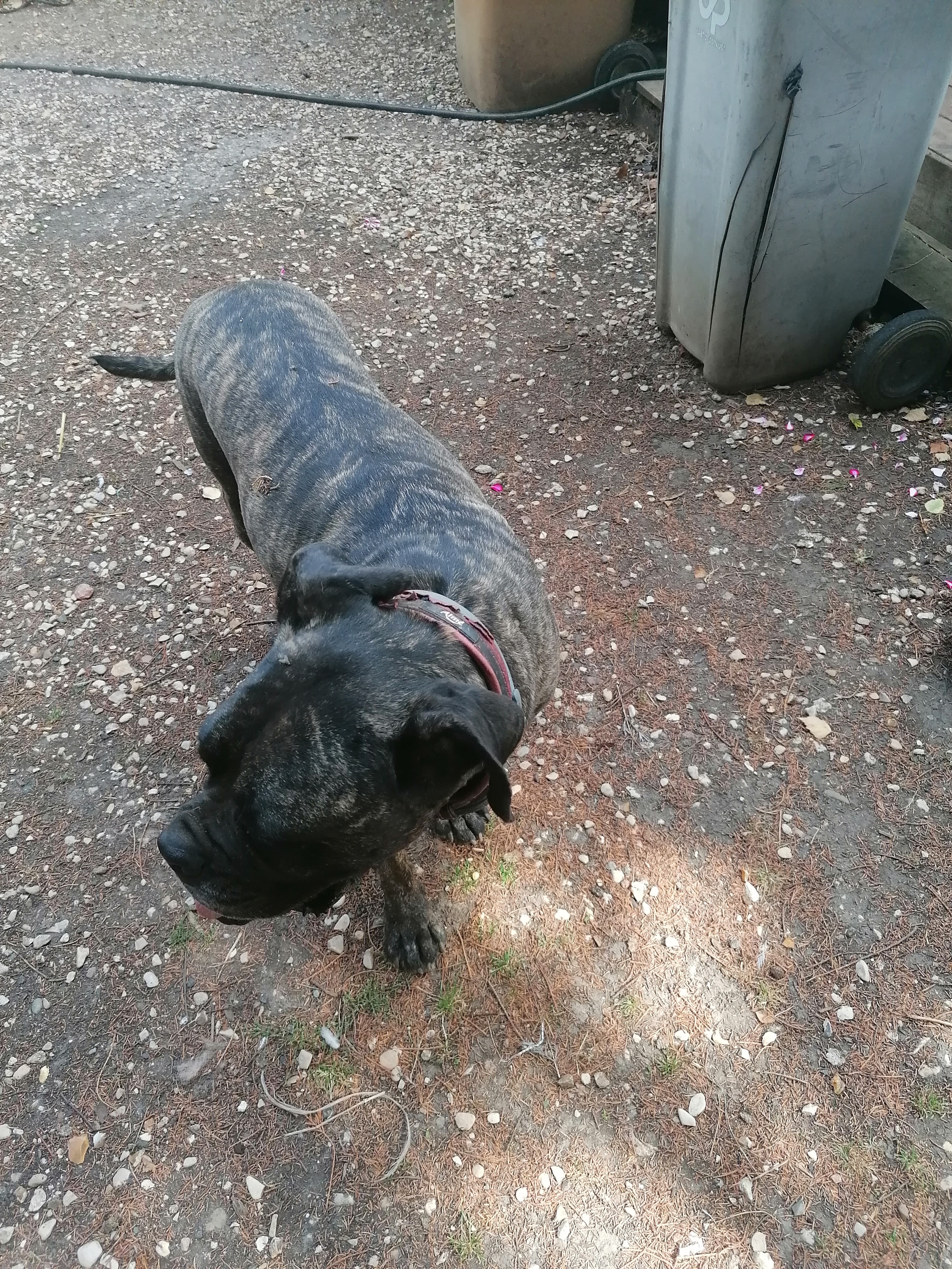 Service chien 91 entre particuliers