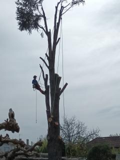 Service : elagage Service : elagage