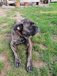 Service : chien Service : chien