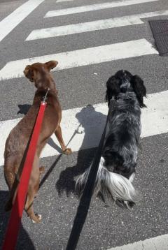 Demander un promeneur